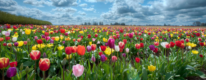 The Tulips of the Sixties