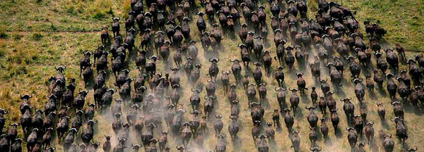 The Herd Mentality