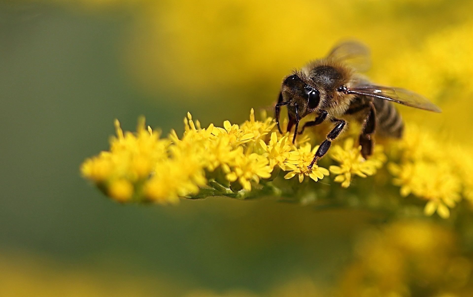 bee